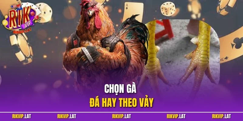 Chọn Gà Đá Hay Theo Vảy - RIKVIP Tiết Lộ Thông Tin HOT Nhất